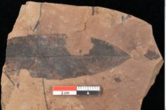 Foto (Detailsansicht) von Quercus palaeoilex Ettingshausen (NHMW-GEO-2024-0188-0828)